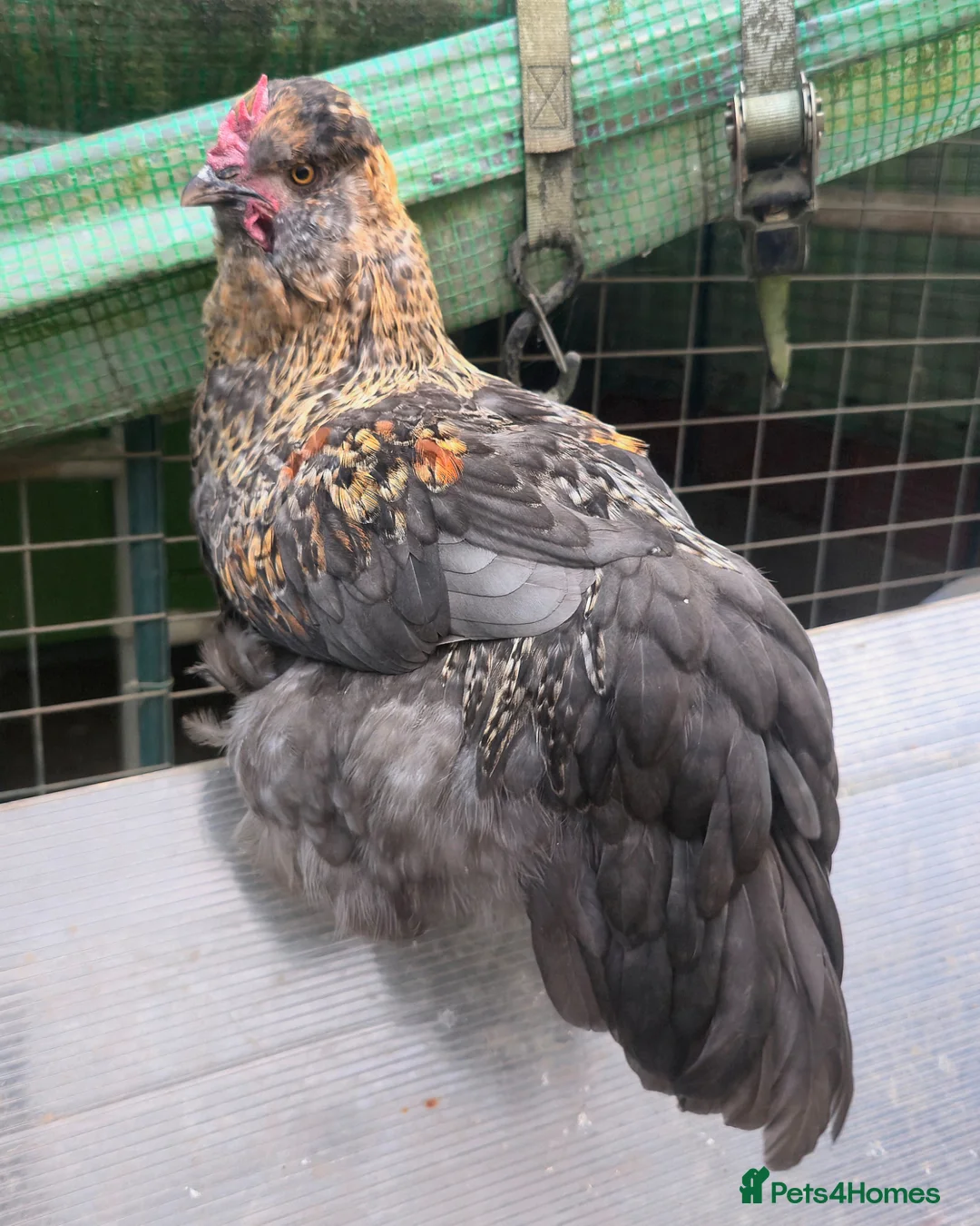 Chickens poultry for sale: Araucana x Silkie boy - Advert 1