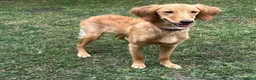 Goldendoodle dogs for sale: PARENTS ARE FROM SUPER HEALTH TESTED LINEAGE  - Advert 2