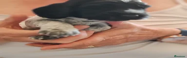 Cockapoo 6