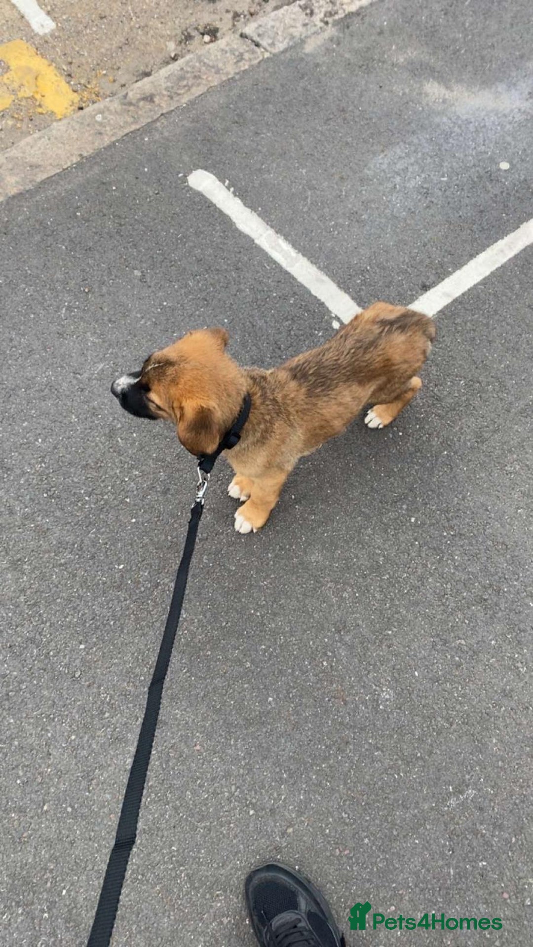 Mixed Breed dogs for sale: Belgian malinois x saint bernard - Image 4