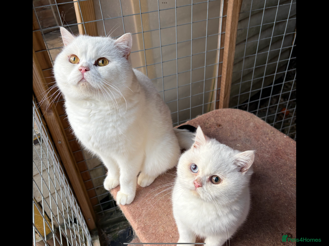British Shorthair cats for sale: British Shorthair kittens - Image 2