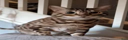Bengal cats for sale: 9 yr old Snow Bengal looking for new home  in Darlington - Advert 3