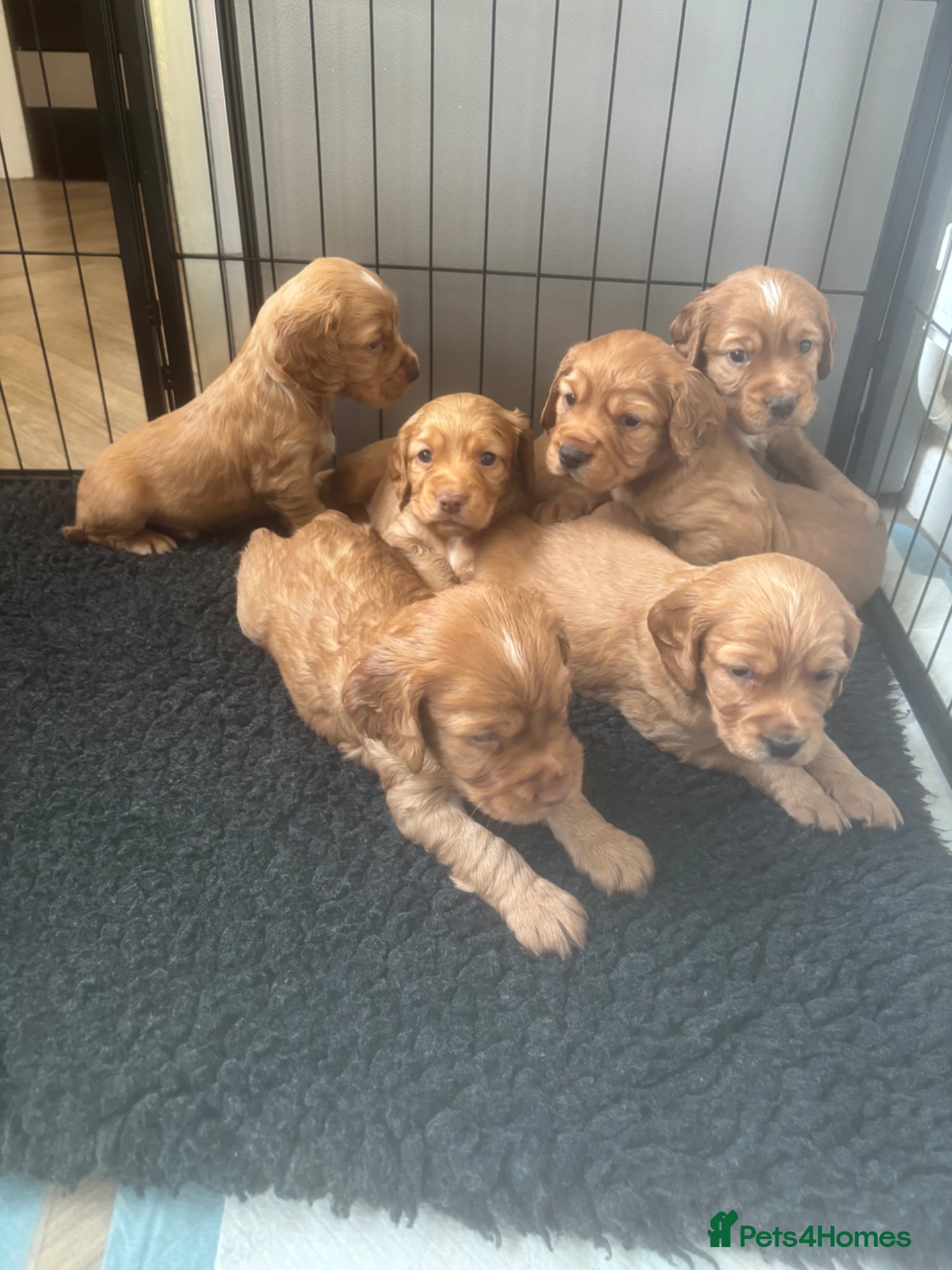 Cocker Spaniel dogs Beautiful KC Reg. Working Cocker Spaniels  - Advert 15