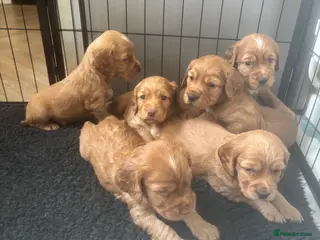 Cocker Spaniel dogs Beautiful KC Reg. Working Cocker Spaniels - Advert 15