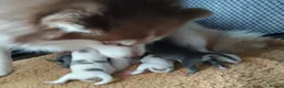 Pomsky dogs for sale: Micro F4 blue pomsky pup's  - Advert 21