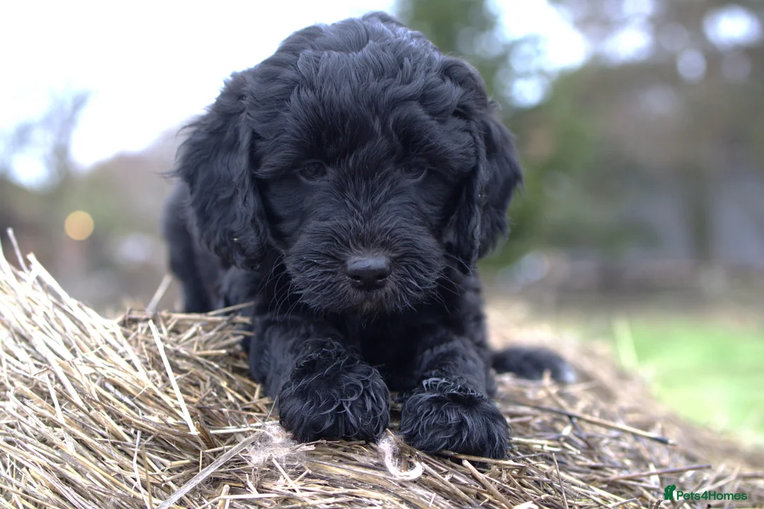 Double Doodle dogs for sale: 🌈Fully vaccinated and ready to meet the world 🌈 - Advert 21