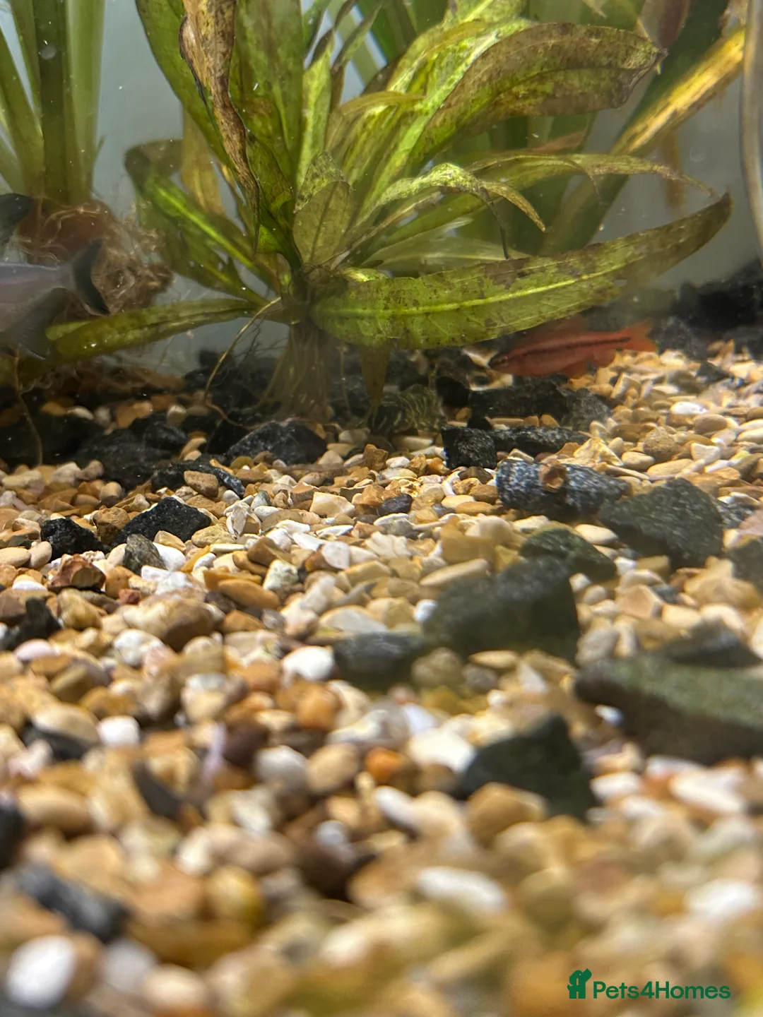 Other/Mixed Breed fish for sale: Fish tank and fish for sale - Advert 11