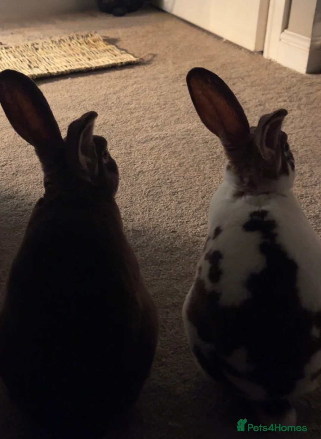 Mixed Breed rabbits for sale: 2 brother Rex rabbits  in Mansfield - Advert 2