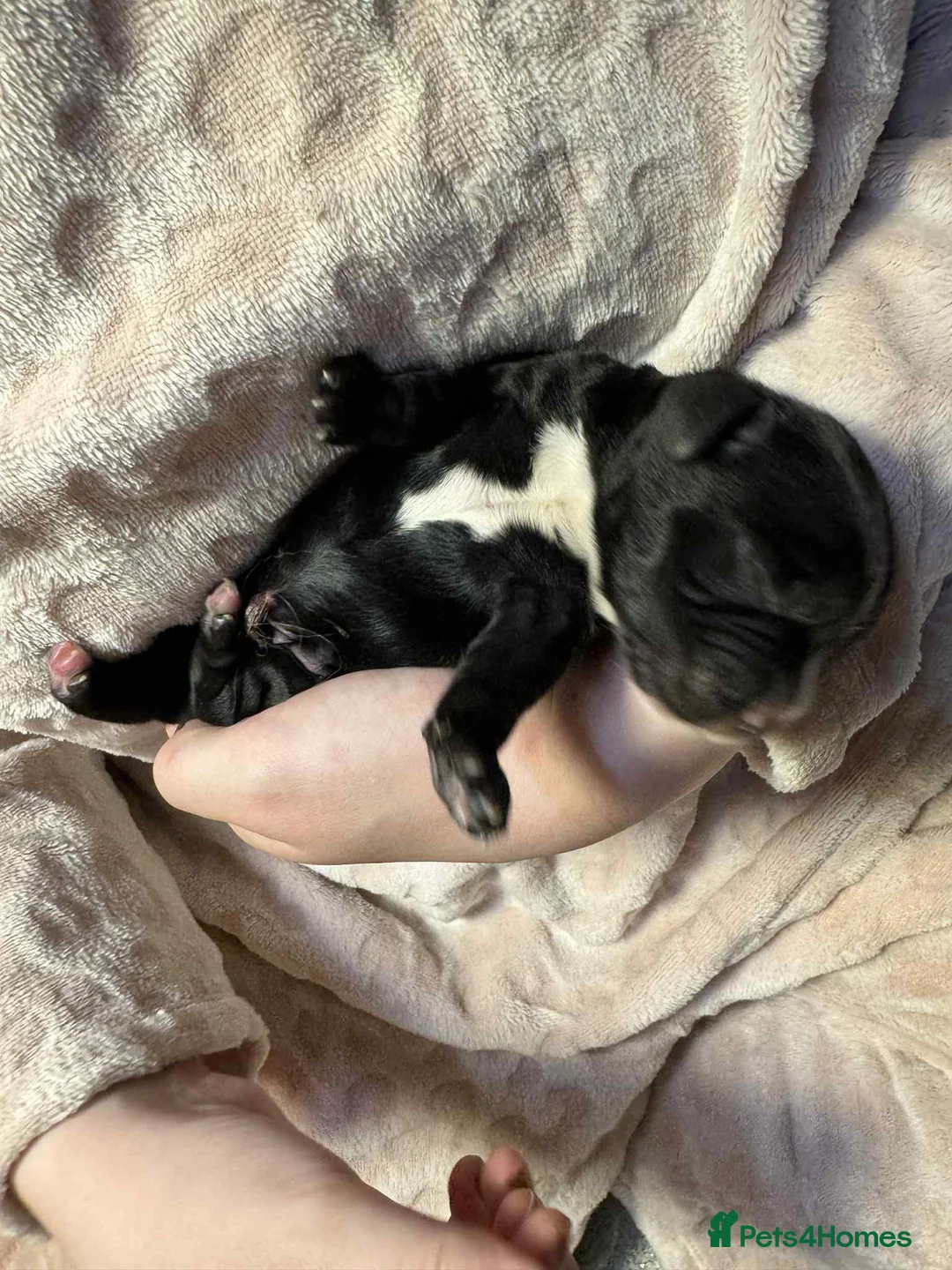 Cocker Spaniel dogs for sale: 1 BLACK MALE LEFT. Working cocker spaniel KC reg  - Advert 9