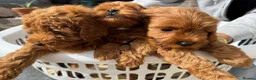 Cockapoo dogs for sale: F1b cockapoo  - Advert 2