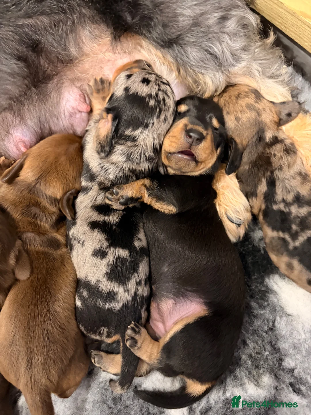 Miniature Dachshund dogs for sale: Miniature Wire Hair Dachshund  - Advert 12