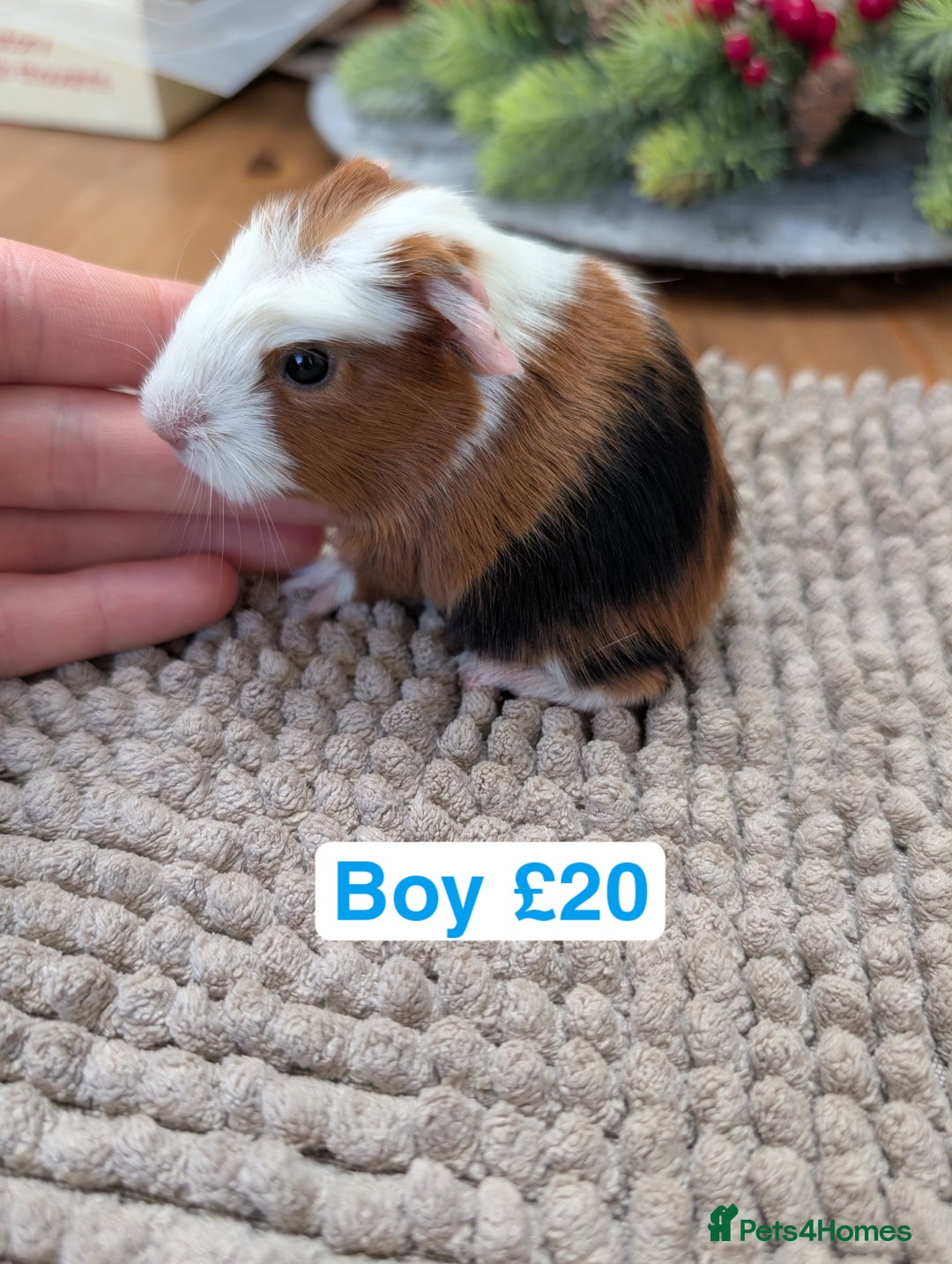 Guinea Pig rodents for sale: Baby guinea pigs girls and boys   - Advert 10