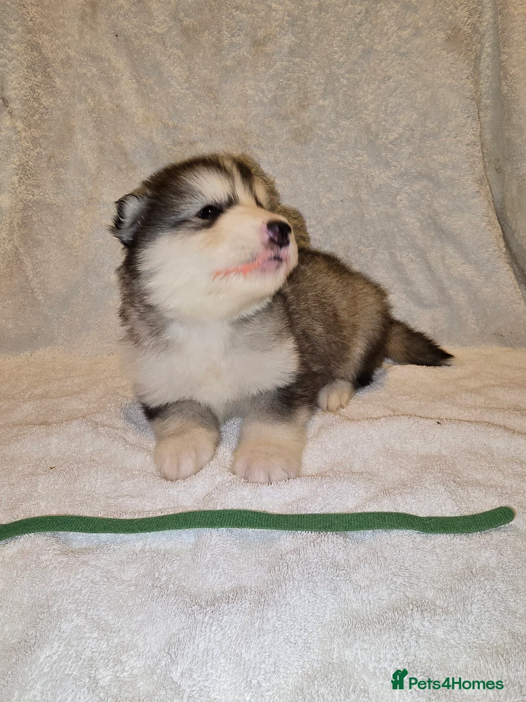Alaskan Malamute dogs for sale: Pure Alaskan Malamute - Advert 5
