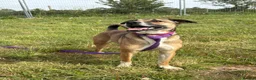 Mixed Breed dogs for adoption: Lizzie - Norwich Norfolk  - Advert 20