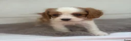 Cavalier King Charles Spaniel dogs for sale: Gorgeous Cavalier King Charles Puppies! - Advert 21