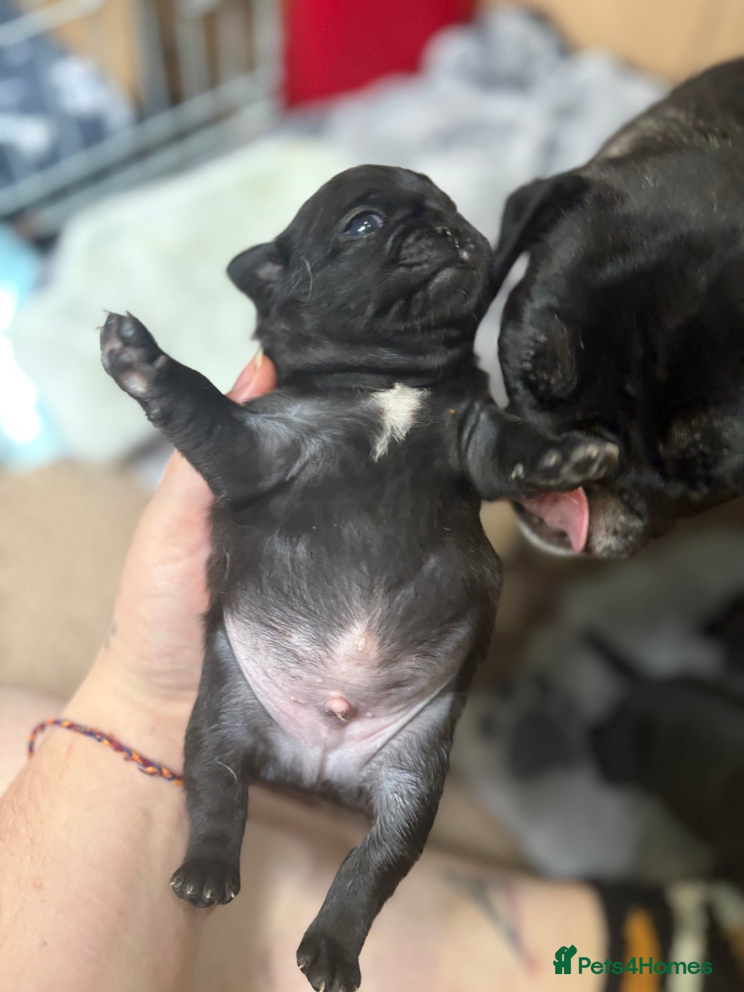 Pug dogs for sale: 3 Pure Breed Pug Puppies looking for forever homes - Image 3