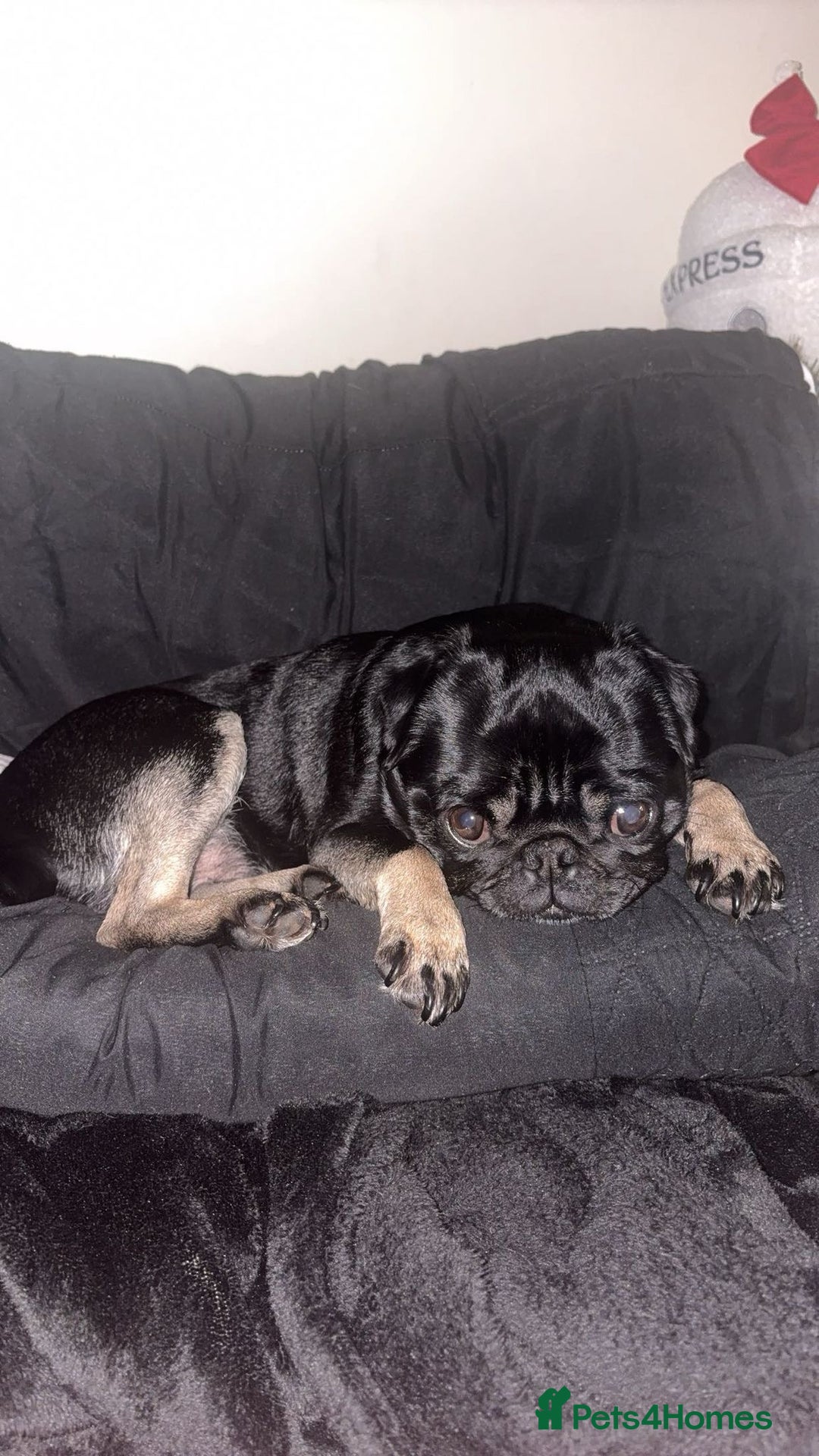 Pug dogs for sale: Black and Tan pug - Advert 3