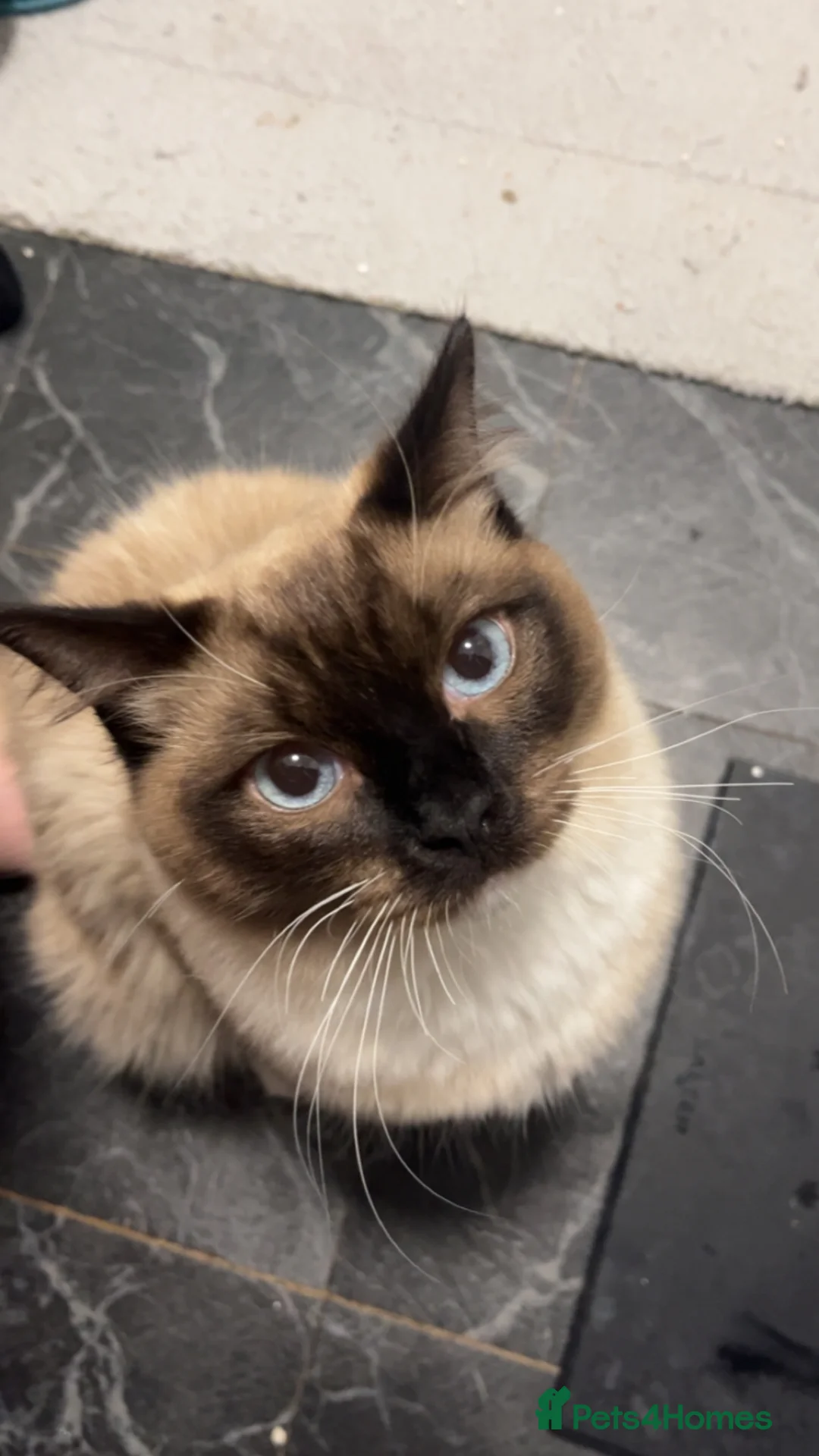 Ragdoll cats for sale: Male ragdoll for sale indoor cat in Southampton - Advert 2
