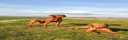 Hungarian Vizsla dogs for sale: Hungarian Vizsla - Advert 16