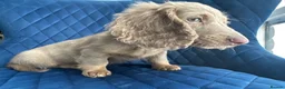 Miniature Dachshund dogs for sale: ✨👑MINI LONG HAIRED DACHSHUND👑✨KC ✨HEALTH TESTED  - Advert 11