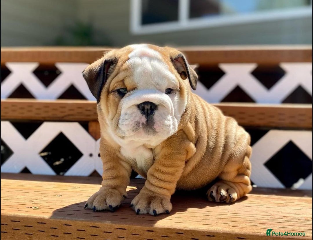 English Bulldog dogs for sale: Purebred English Bulldogs - Image 5
