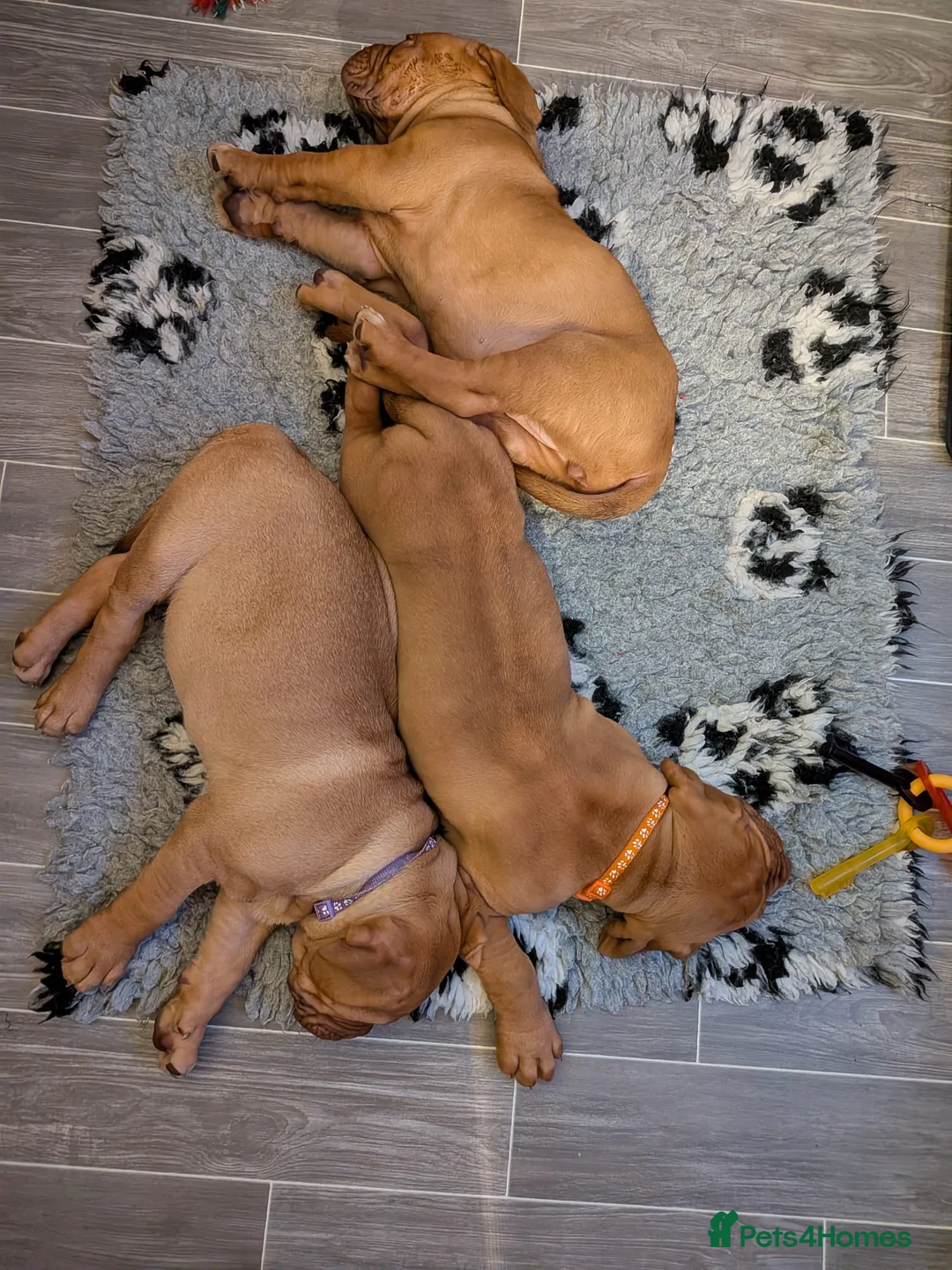 Dogue De Bordeaux dogs for sale: Pedigree chunky pups ready on Tuesday  - Advert 6