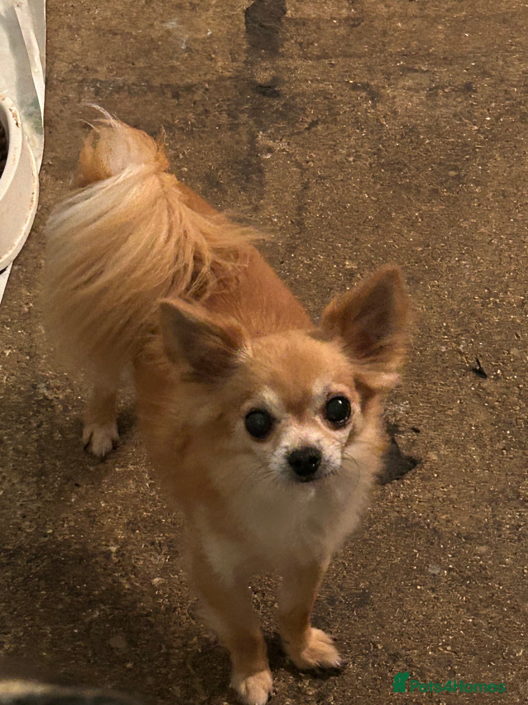 Chihuahua dogs for sale: Father and son chihuahuas  - Image 4