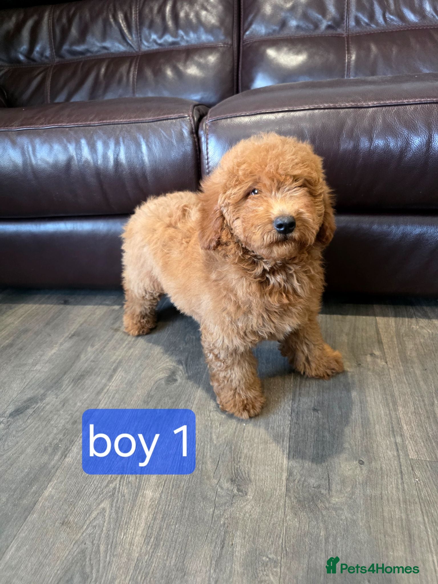 Labradoodle dogs Adorable F1B Labradoodle Pups 🐾🩷 - Advert 1