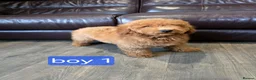 Labradoodle dogs for sale: Adorable F1B Miniature Labradoodle Pups 🐾🩷 - Advert 1
