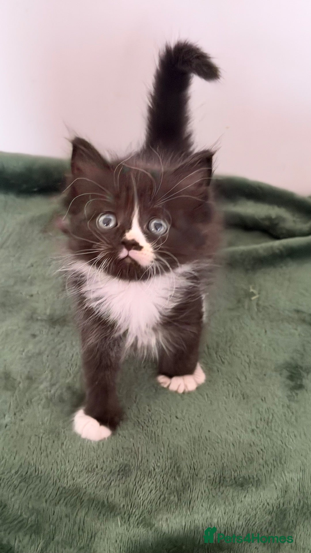 Mixed Breed cats Fluffy Half Ragdoll/Half Tuxedo Kittens🐾 - Advert 3
