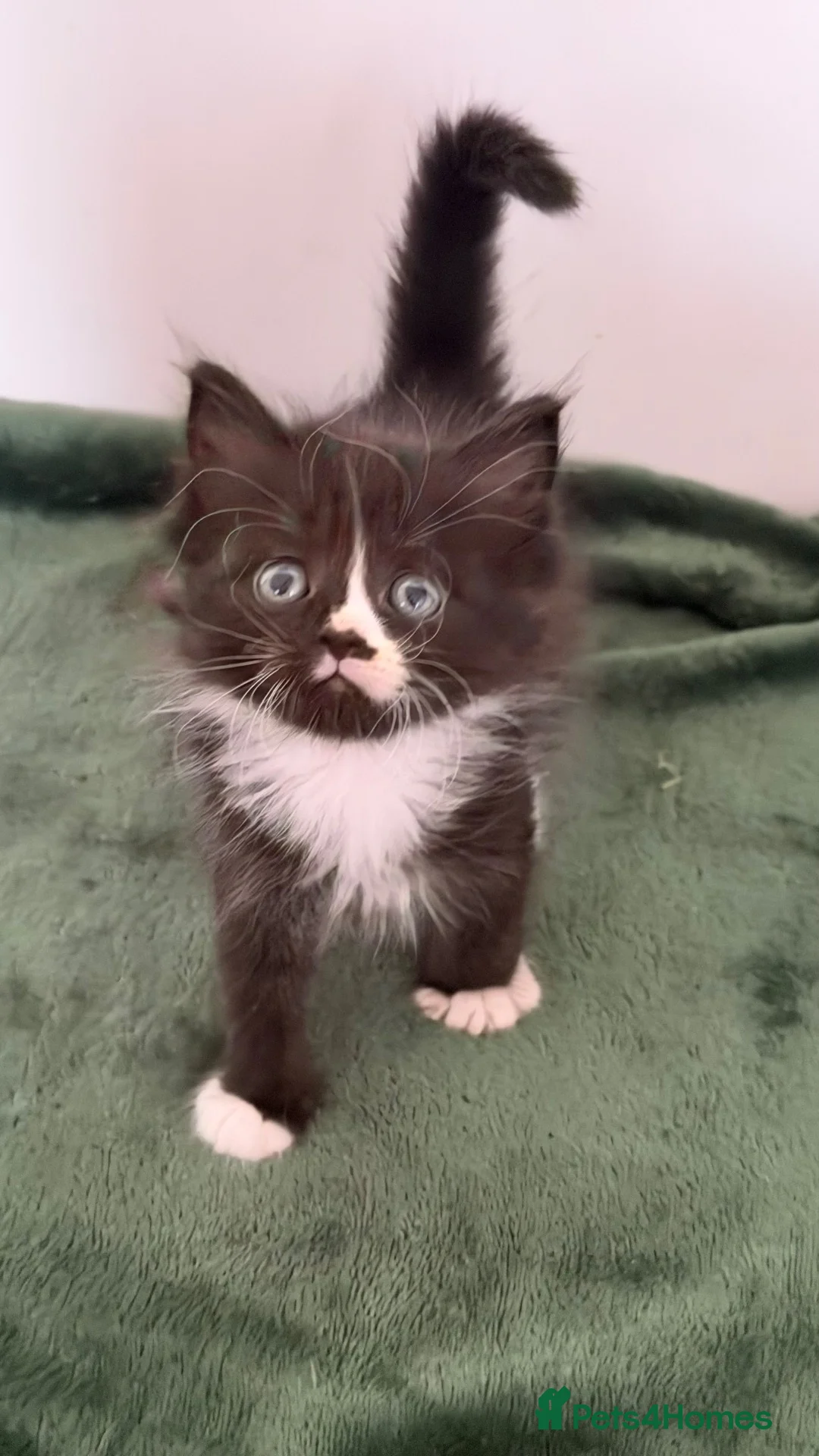 Mixed Breed cats for sale: Fluffy Half Ragdoll/Half Tuxedo Kittens🐾 - Advert 1
