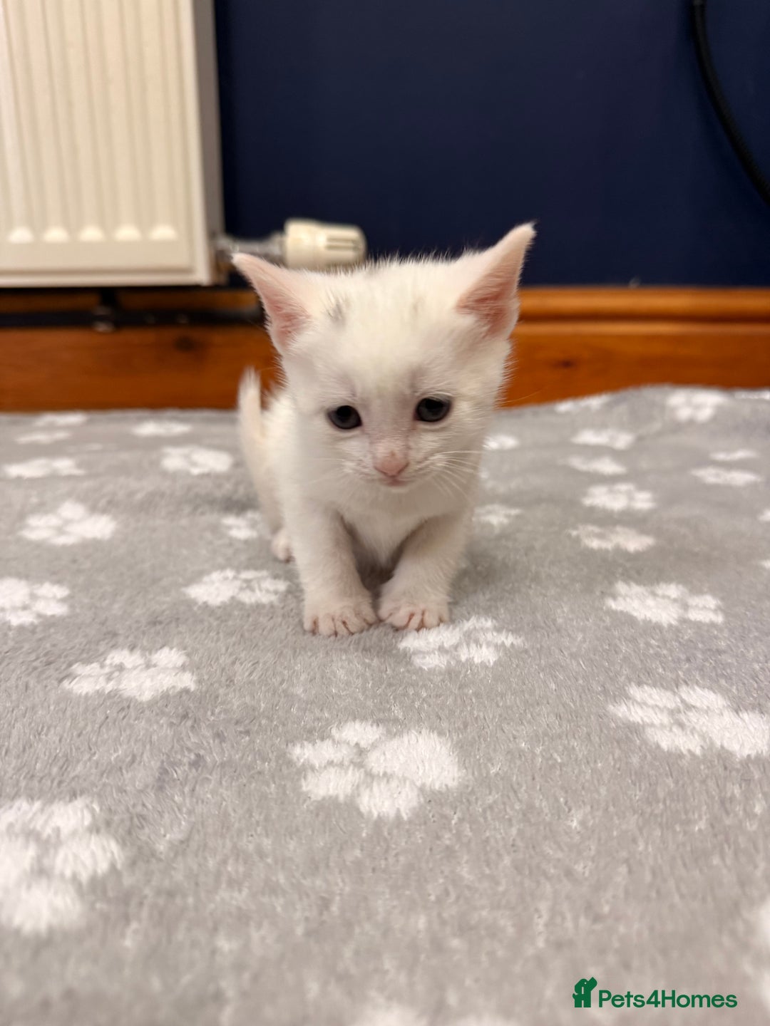 Mixed Breed cats for sale: 4 Kittens for Sale in Cam & Dursley - Advert 7