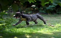 Mixed Breed dogs for sale: Wheatenbull Puppies English Bullterrier x Wheaten  in Egham - Image 24