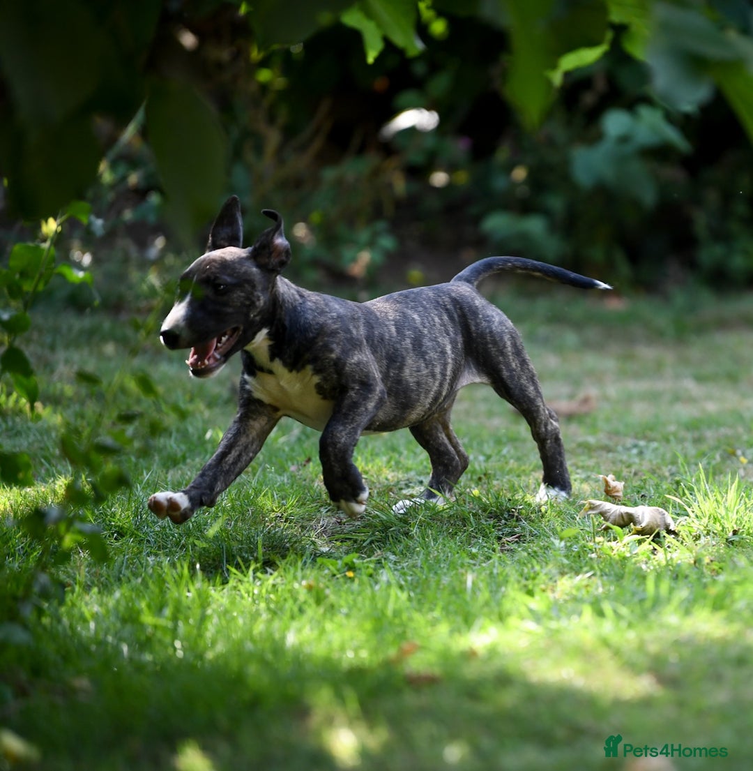 Mixed Breed dogs for sale: Wheatenbull Puppies English Bullterrier x Wheaten  in Egham - Image 24
