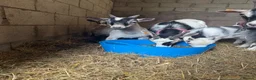 Goats livestock for sale: 4 beautiful Pygmy kids ❤️ - Advert 9