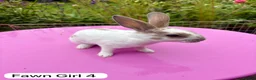 Rex rabbits for sale: Mini Rex Rabbits Mixed Colours Very Friendly  - Advert 14