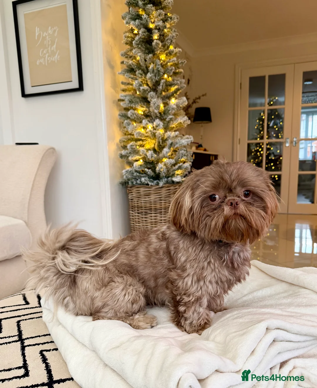 Shih Tzu dogs for stud: Chocolate Shih Tzu for Stud - Advert 2