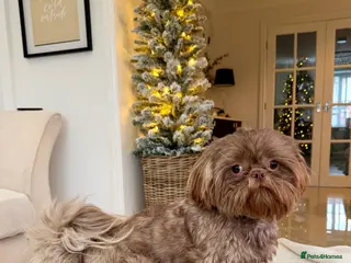 Shih Tzu dogs Chocolate Shih Tzu for Stud - Advert 14