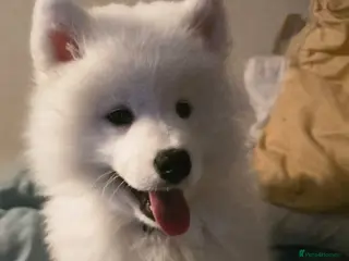 Samoyed dogs This is our beautiful Bonnie Bear - Advert 1