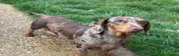 Miniature Dachshund dogs for sale: young male and female  - Advert 2