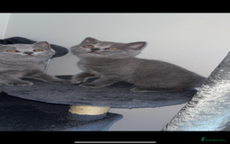 British Shorthair cats for sale: Pure breed British shorthairs  - Image 1