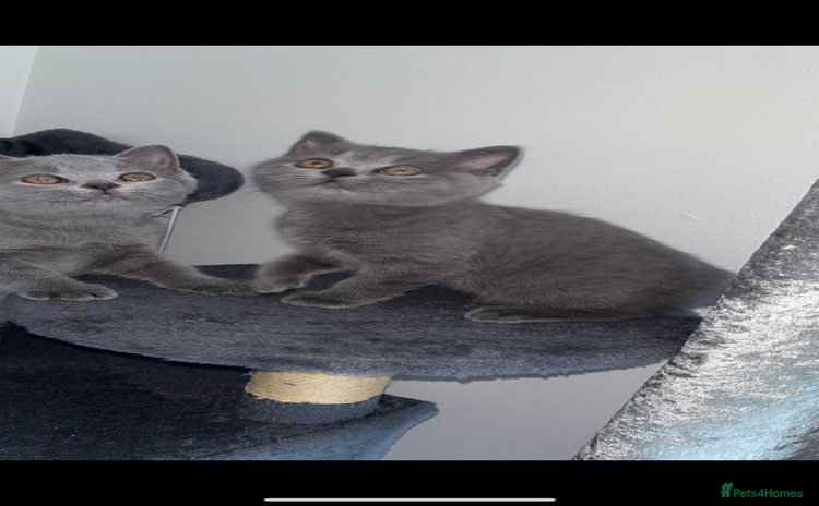 British Shorthair cats - Advert 2