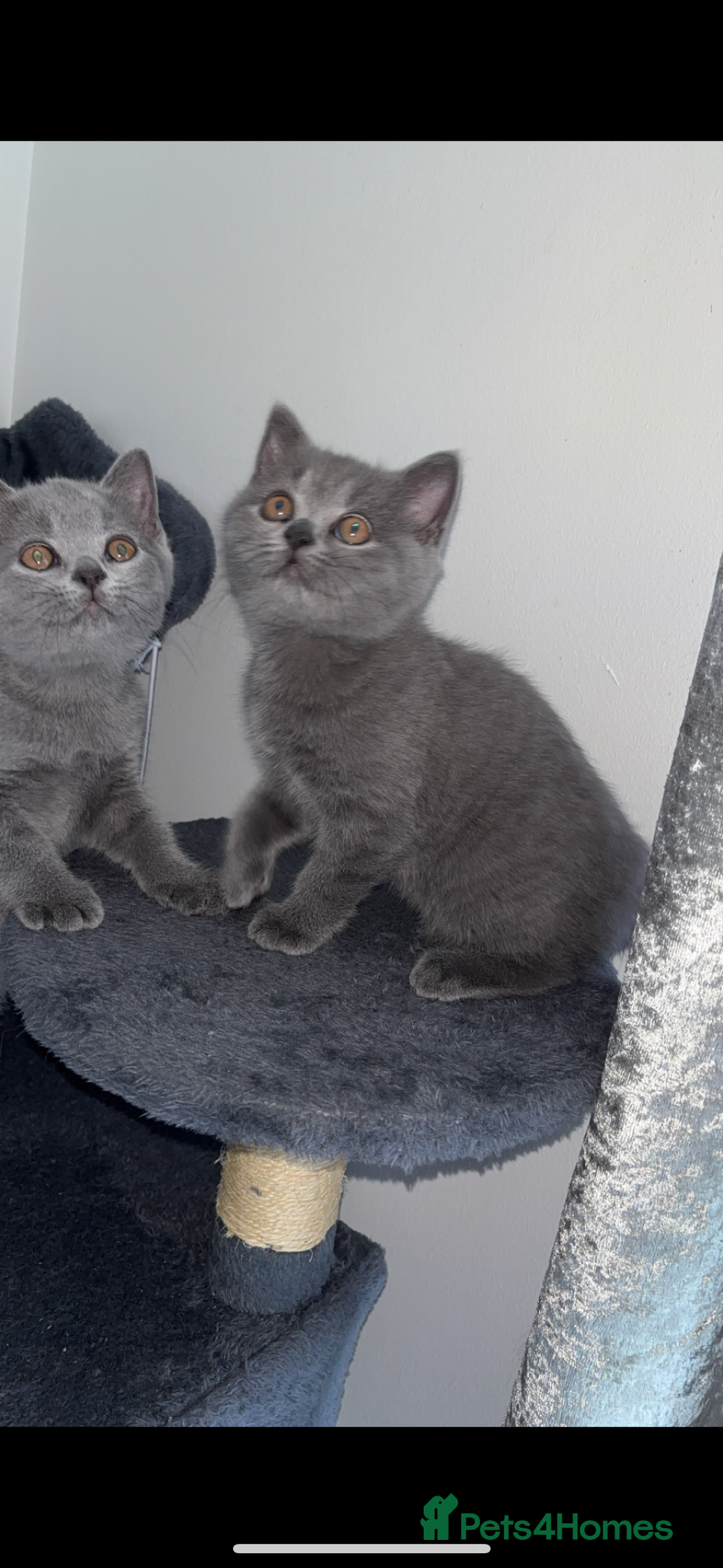 British Shorthair cats for sale: Pure breed British shorthairs  - Image 1