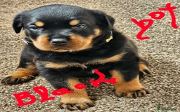 Rottweiler dogs for sale: Pure breed Rottweiler  - Image 15