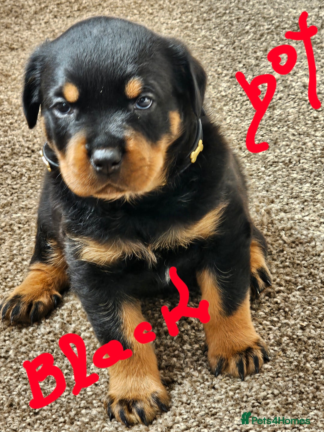Rottweiler dogs for sale: Pure breed Rottweiler  - Image 15