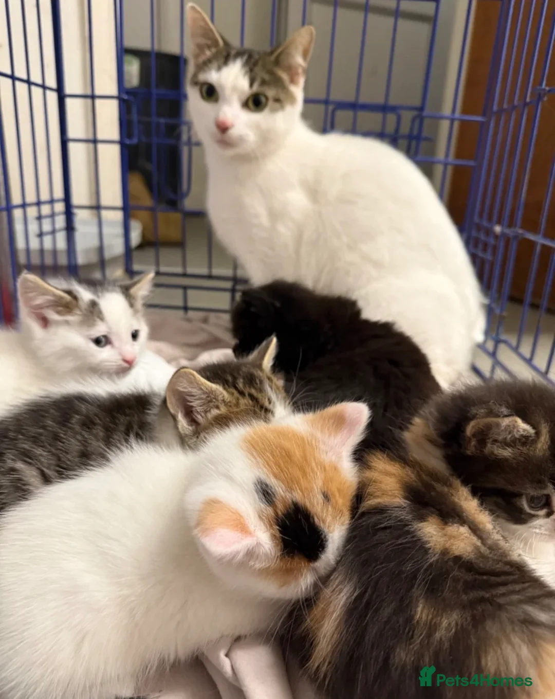 Maine Coon cats for sale: Maine Coon Kittens  - Advert 6