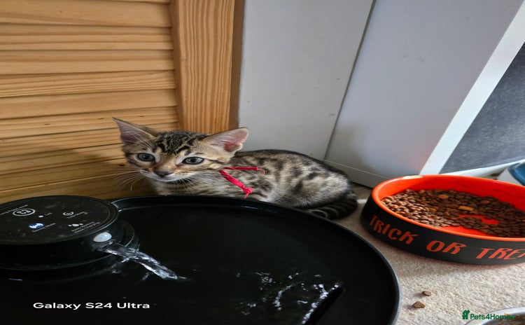 Bengal cats - Advert 1