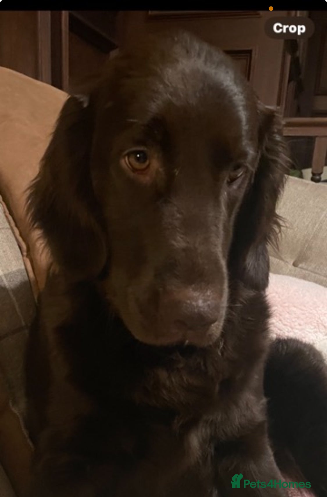 Mixed Breed dogs Flat coat x Goldi ONLY 2 left ! ❤️ - Advert 8