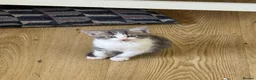 British Longhair cats for sale: Long haired kittens  - Advert 9