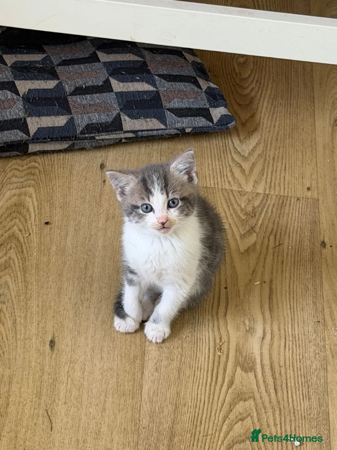 British Longhair cats for sale: Long haired kittens  - Advert 9